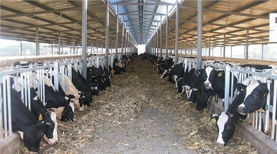 艾思捷定制款PGV035系列減速機(jī)--應(yīng)用在畜牧業(yè)、飼料行業(yè) (2).jpg